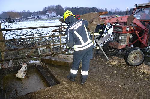 2015-02-11-FF-Andorf-Tierrettung-Kuh-in-Jauchegrube-DSC 6486 web